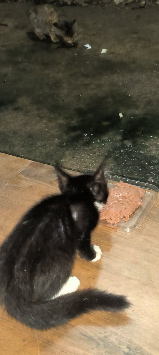 dwi_gembul's tweet photo. Kitten https://t.co/BlsWcztNzD