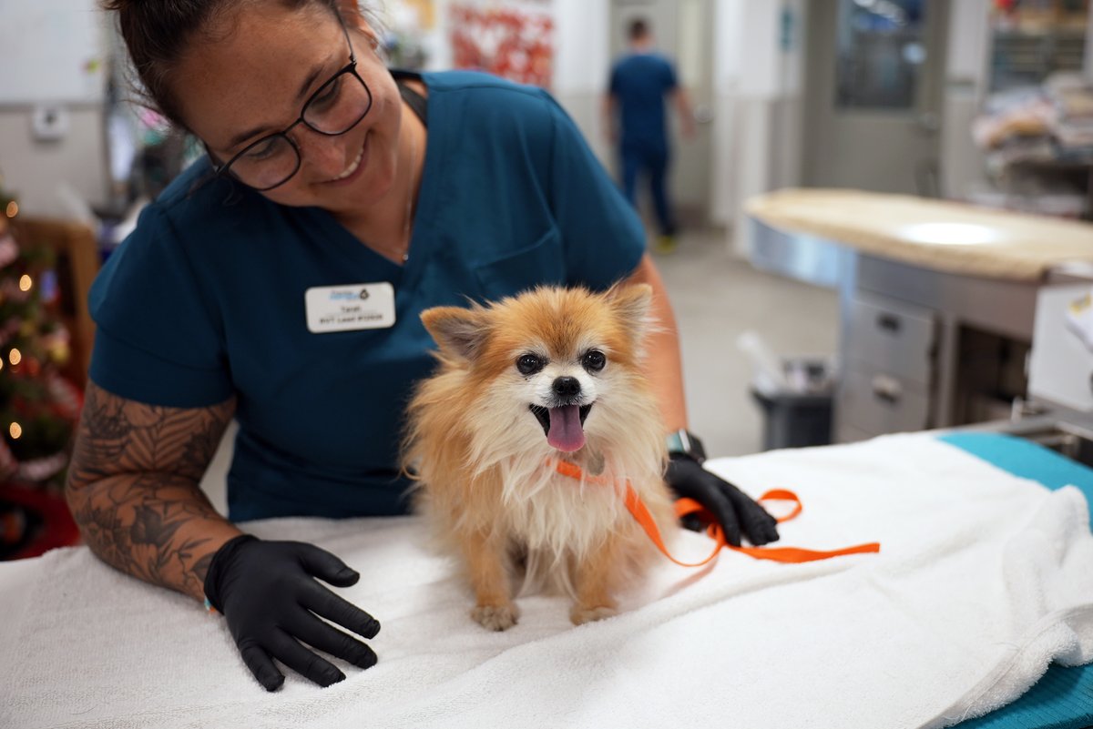 Today only, your generosity will go 3X times as far for animals in need thanks to a $100,000 match from Fetch Pet Insurance! That means every dollar you donate at sdhumane.org/oneday will be tripled to help resilient pets like Rue!