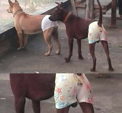 apenas isso na real
