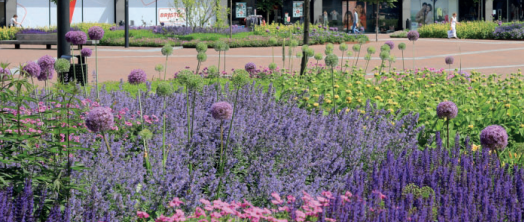 Maassluis wordt groener! 🌸 🌿 De gemeente zorgt deze lente voor grotere, kleurrijke plantvakken. Stem morgen 26 maart op jouw favoriete ontwerp. En meld je aan om mee te helpen met planten! Samen maken we Maassluis groener! 💚 Kijk voor meer info ⬇️bit.ly/4242Qt1.