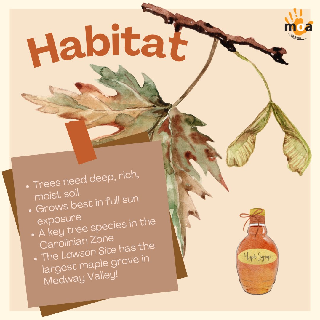 MuseumOntArchaeology tweet media