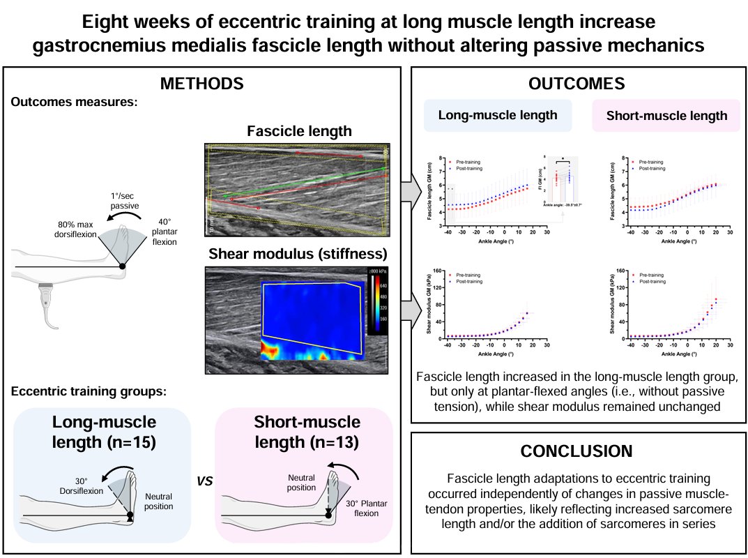 An equally large and talented team put together today's wonderful #ArticleinPress! Eight weeks of eccentric #training at #long-muscle length increases fascicle length independently of adaptations in passive mechanical properties (Baptiste Bizet et al.):

ow.ly/jhor50Vnung