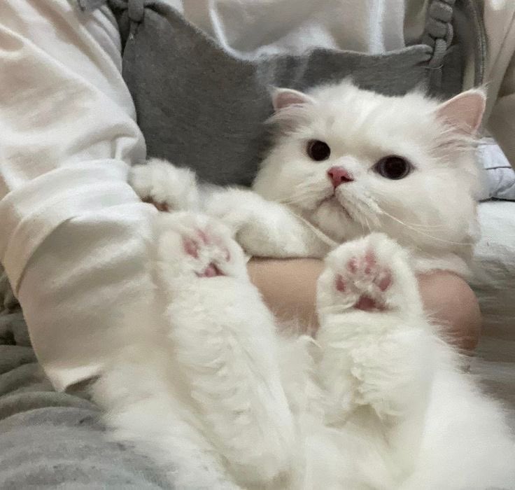 linfeizer's tweet image. 🤍🖤