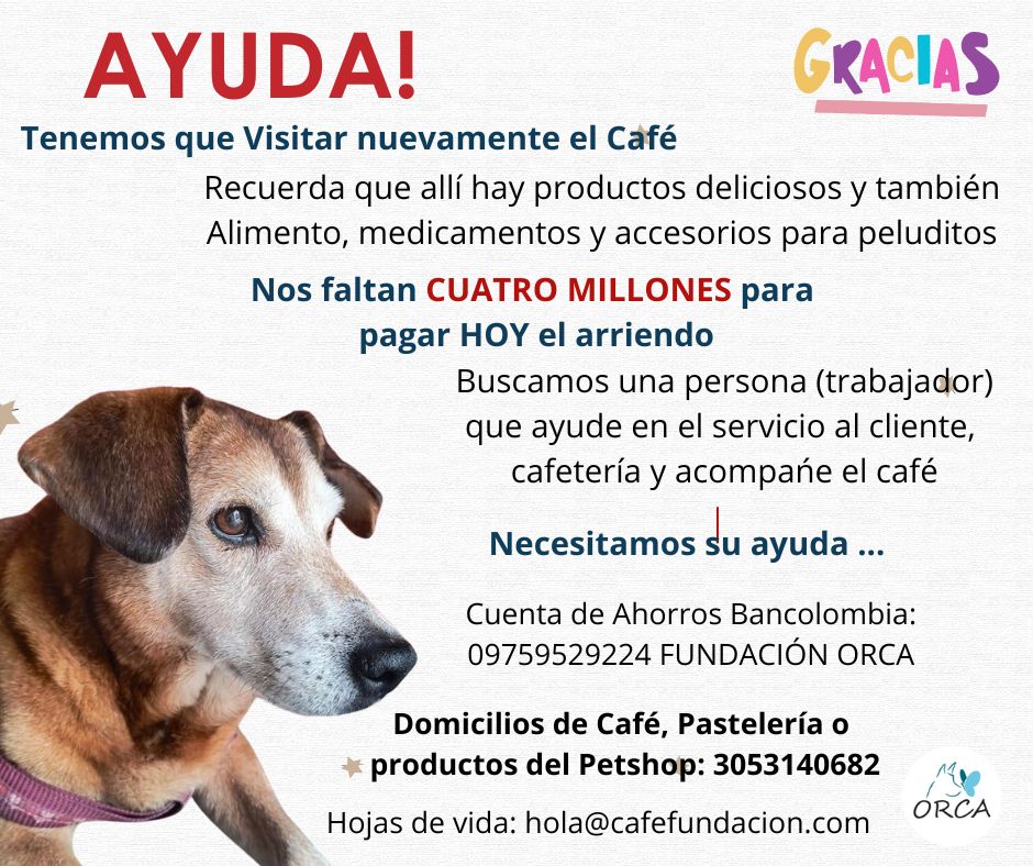 FundacionOrca's tweet photo. 🚨 ¡S.O.S. de Fundación Orca! 🚨

Este año ha sido muy complicado para nosotros y el tema del Café nos ha superado. 🐾 El Café está muy solo, y esto nos trae varias dificultades: no hay quien saque a pasear a los perritos 🐕, no hay visitas para los gatitos 🐈 y, lamentablemente https://t.co/h3RwOl21NJ