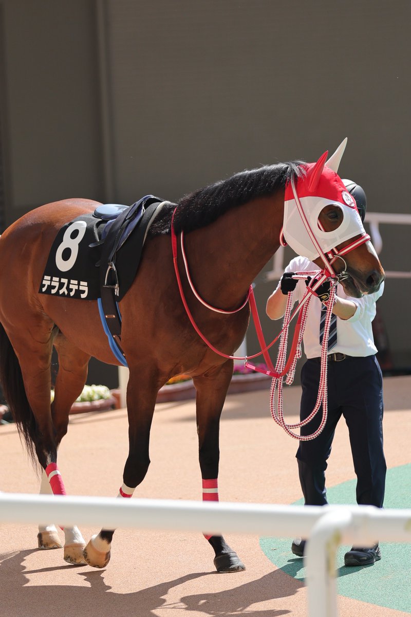 INONECO0706's tweet image. 出資者さんに届くと良いな😊
2025年3月23日
阪神競馬場9R 讃岐特別
#テラステラ③
#広尾サラブレッド倶楽部