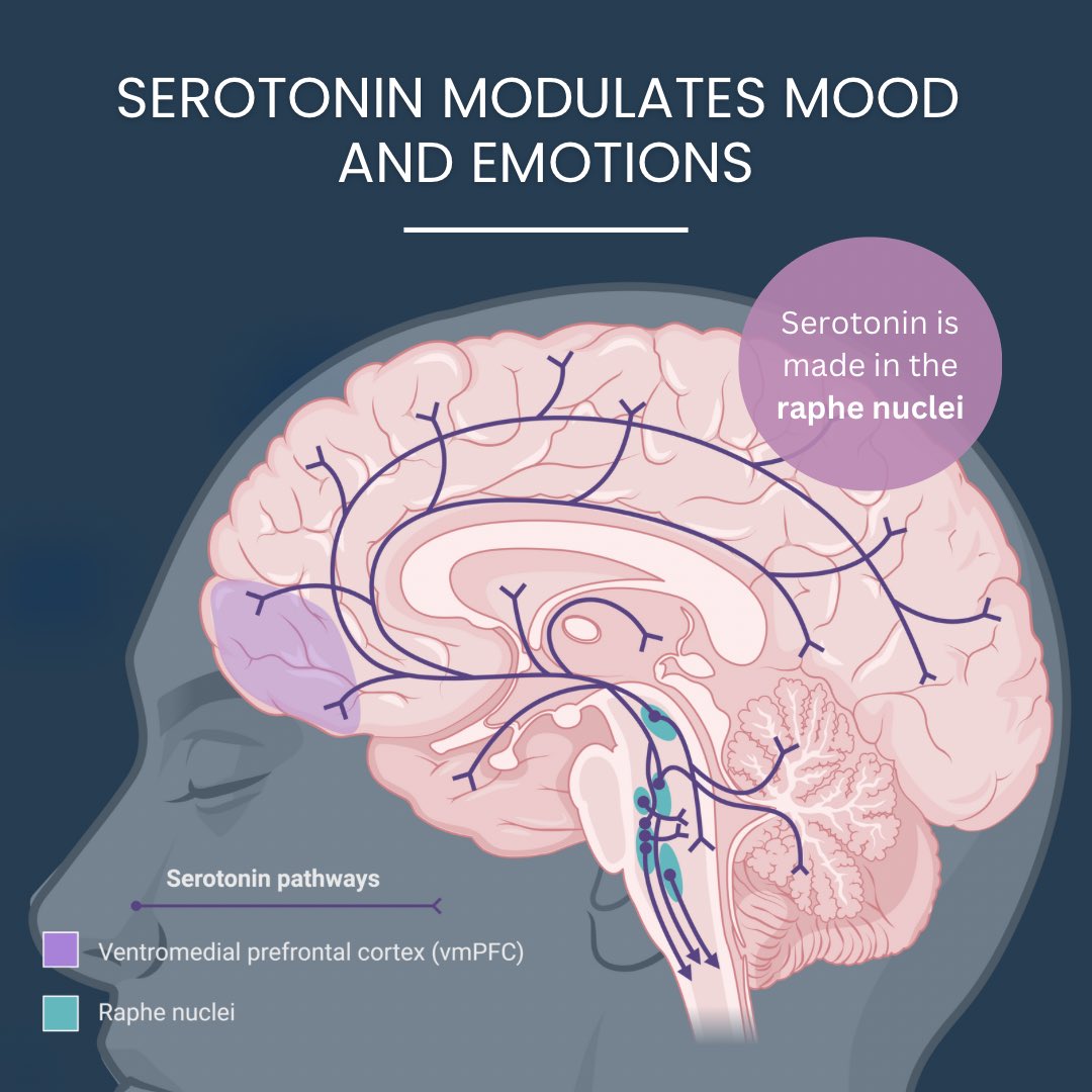 BRAIN BASICS - Neurotransmitters. Serotonin is a key brain chemical that regulates mood &amp; emotions! It keeps neural circuits balanced, but too little is linked to depression &amp; anxiety. It’s not just about ‘boosting’ serotonin—its effects depend on where &amp; how it acts in the brain