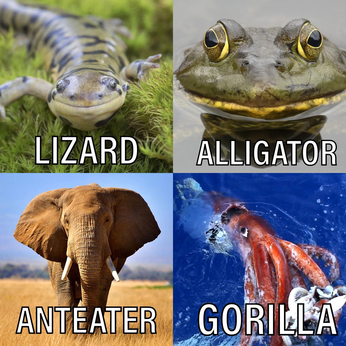 People on Twitter identifying well-known animals: