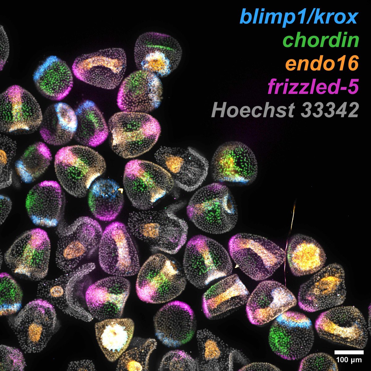 Hamdounlab's tweet image. 101 genes. No Dalmatians needed. biorxiv.org/content/10.110…