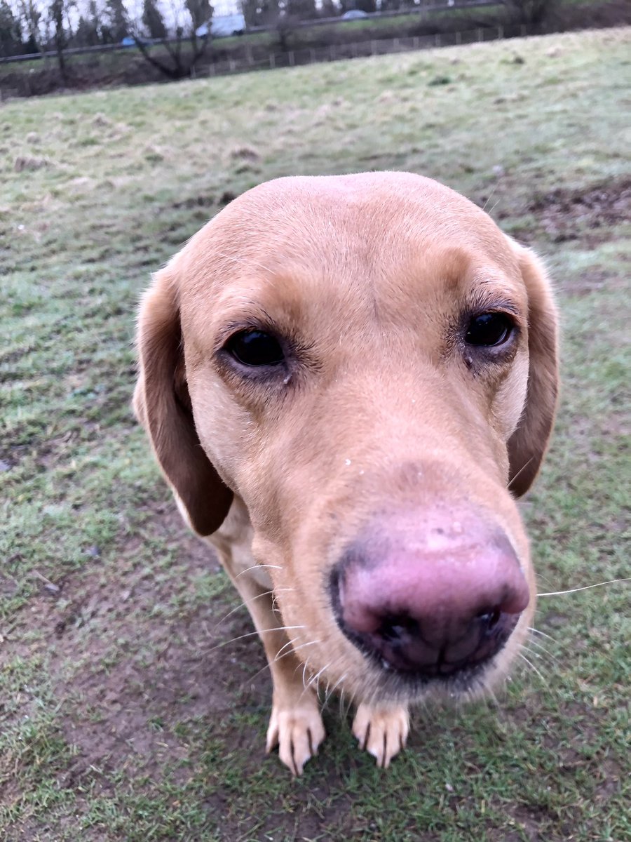 Trotted up to a pigeon in the #FieldOfManySniffs this morning, just wanted to play, but he flew away ☹️
