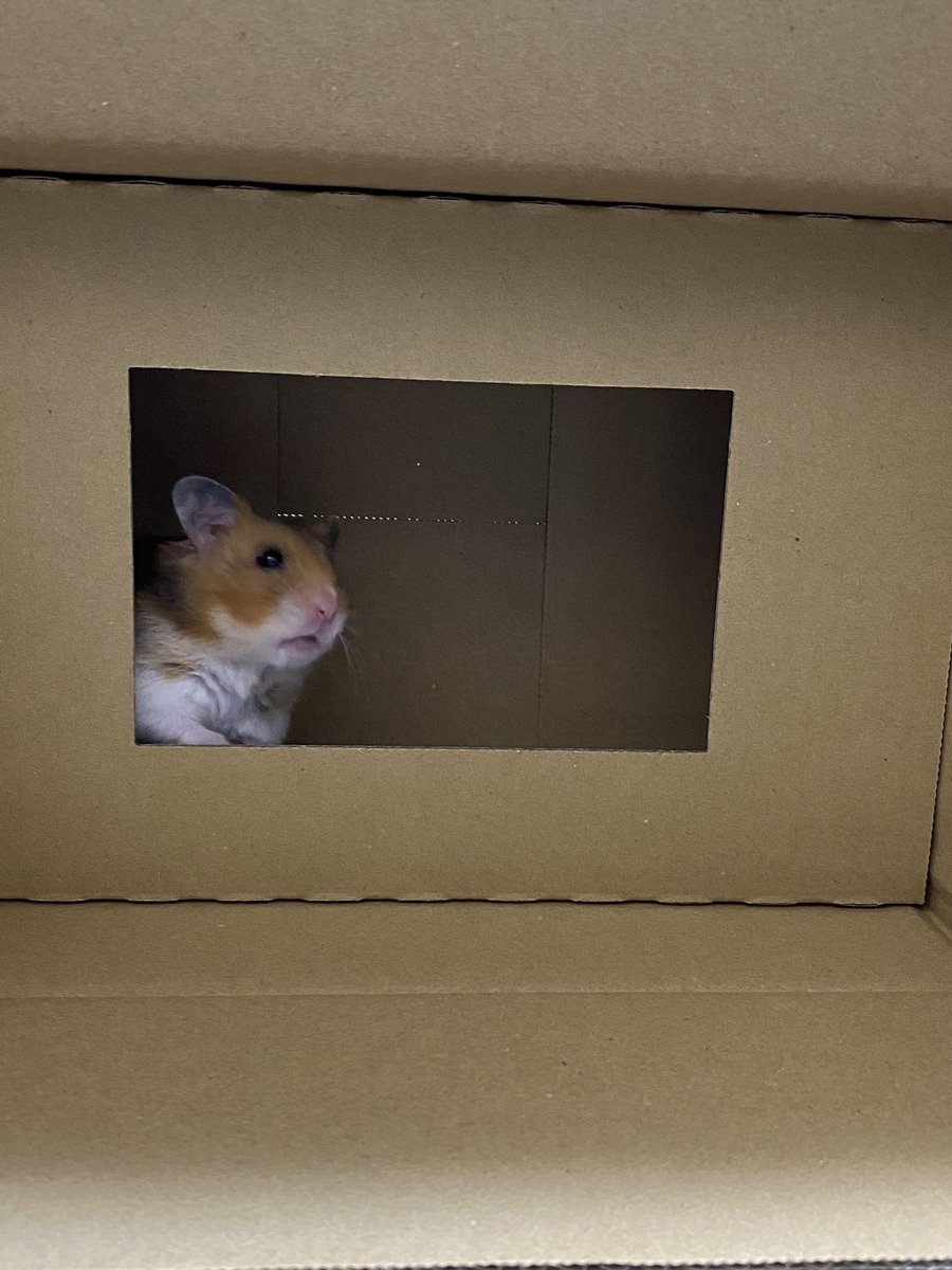 🐹   ｢1ハム入れますか?｣

何ハムでも入れます!!
