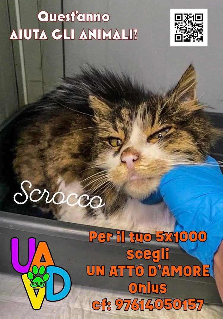 unonlus's tweet photo. Quante creature che non hanno voce hanno bisogno del nostro aiuto! Tanti di voi pensano che, in questi tempi, è difficile poterlo fare ma…non è vero! Basta destinare la #Firma del proprio #5x1000 a UN ATTO D’AMORE Onlus #codicefiscale 97614050157 grazie ❤️ https://t.co/itrbr2SrBE