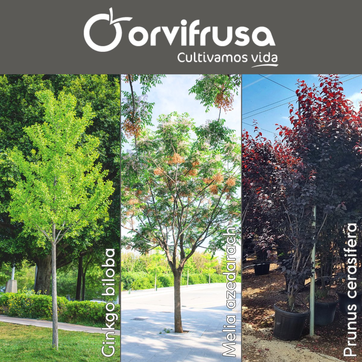 🌳 ¡Descubre la belleza de nuestros arbolados! Desde el elegante Hibiscus hasta el atractivo Jacaranda, tenemos una variedad perfecta para cada jardín. 🌼

Descubre nuestro catálogo de arbolado:
orvifrusa.com/wp-content/cat…