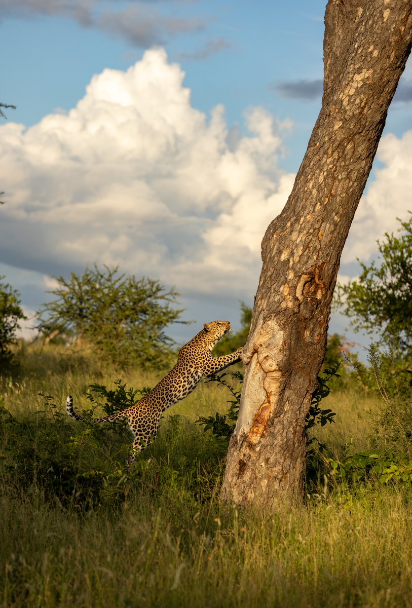 londolozi's tweet image. &quot;Autumn carries more gold in its pocket than all the other seasons.&quot; – Jim Bishop 🍂✨ Visit the link for This Week in Pictures: blog.londolozi.com/2025/03/21/the…

#londolozi #thelondolozieffect #wildlifeblog #luxurysafari #safari ⁠#leopard #sunlight #goldenhour #sunset