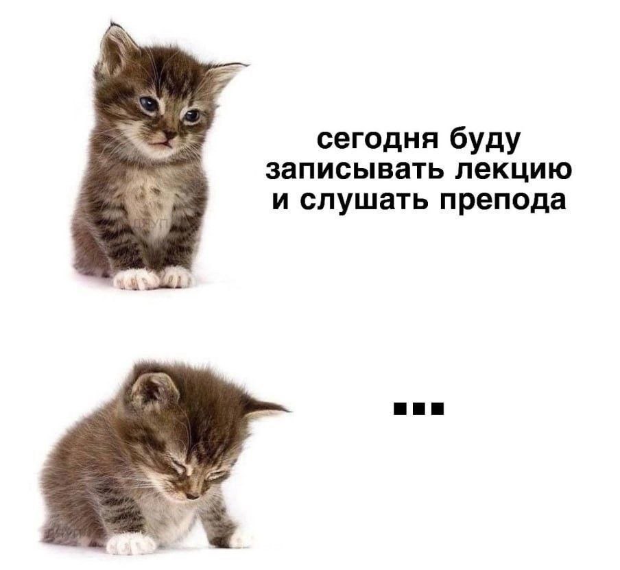 cats, i love cats (@catsilcats) on Twitter photo 