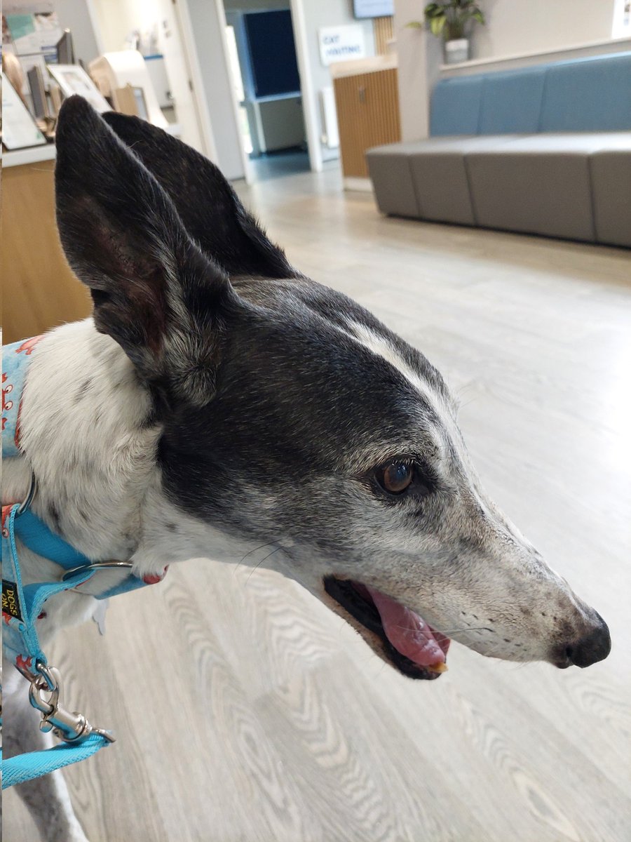 Yikes I'm at the vet!! Mum says vetanhairyman is going to steal my fur &amp; my blood 😱😱