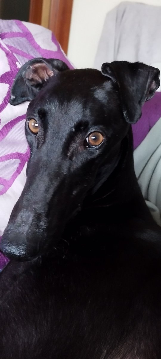 Hoy dos semanas en casa con nosotros y solo tú sabes todo lo que has sufrido, yo veo las cicatrices externas pero las internas seguro son muchísimo más dolorosas.

Te prometí que NUNCA MÁS te volverán a hacer daño, confía  en mí  no tengo prisa. 

¡Te amo, VIDA! ✨ ❤️🐾
#Adopta