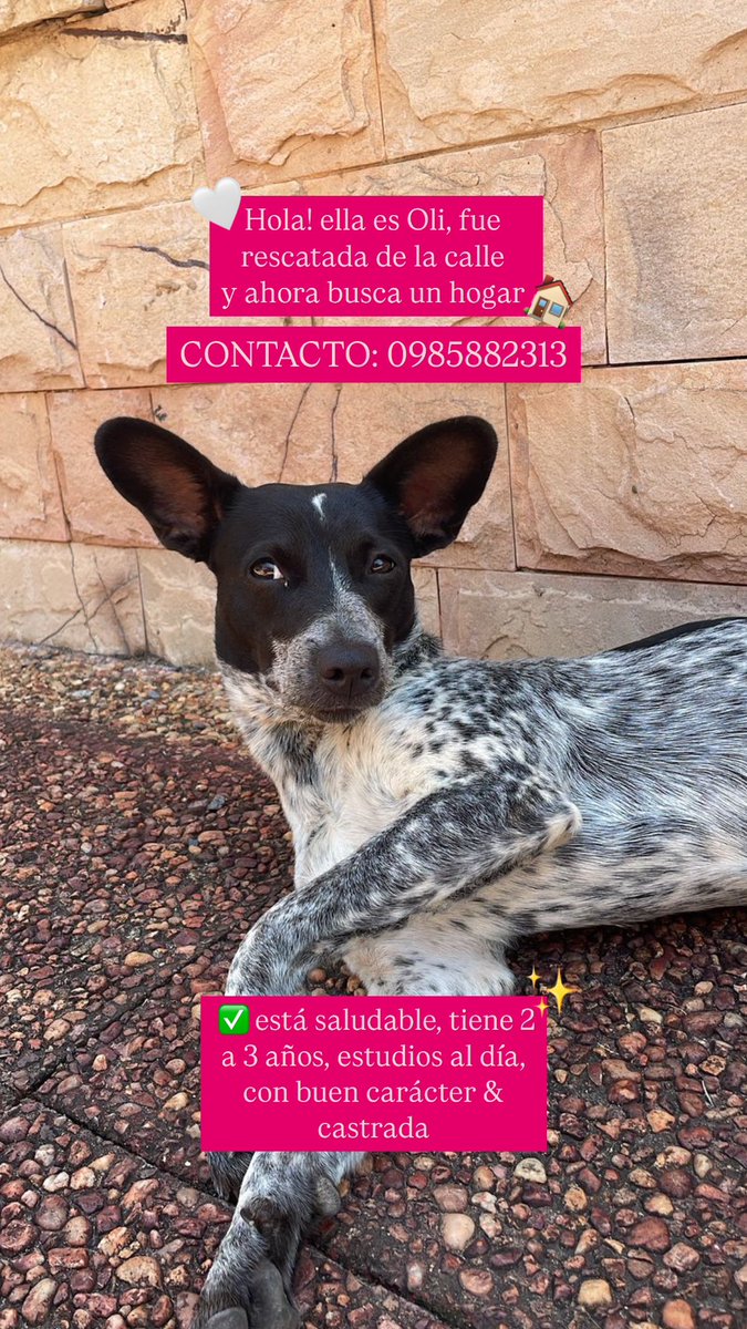 una amiga le rescató y ahora que está con todos los estudios listos y castrada, busca una casa! es súper amorosa 💘 toda la info en el flyer!