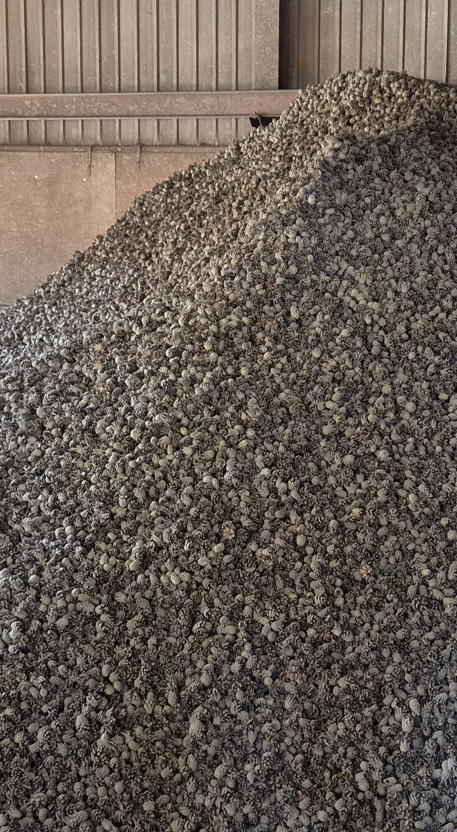 Viime syksyn käpysato on käsitelty ja arvokkaat siemenet otettu talteen. Tyhjillä kävyilläkin on arvonsa, tehokkaampaa lämmönlähdettä on vaikea keksiä. Näiden avulla karistetaan aikanaan syksyn 2025 kävyt #SiemenForelia