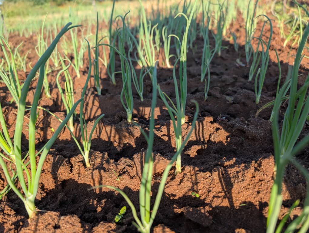 Bolton Kudzai Kakava (@boltonkudzi) on Twitter photo Kanjani Farm onion 🧅 crop looking healthy and vigorous as they implement a customized science driven plant nutrition program.
The farm is located 📍in Parklands, Zimbabwe .
They specialized in onion 🧅, broccoli 🥦, cauliflower and fine beans 🫛 production.
<a href="/Rachel_lafarmer/">raychel 🇿🇼</a> Kanjani Farm onion 🧅 crop looking healthy and vigorous as they implement a customized science driven plant nutrition program.
The farm is located 📍in Parklands, Zimbabwe .
They specialized in onion 🧅, broccoli 🥦, cauliflower and fine beans 🫛 production.
<a href="/Rachel_lafarmer/">raychel 🇿🇼</a>