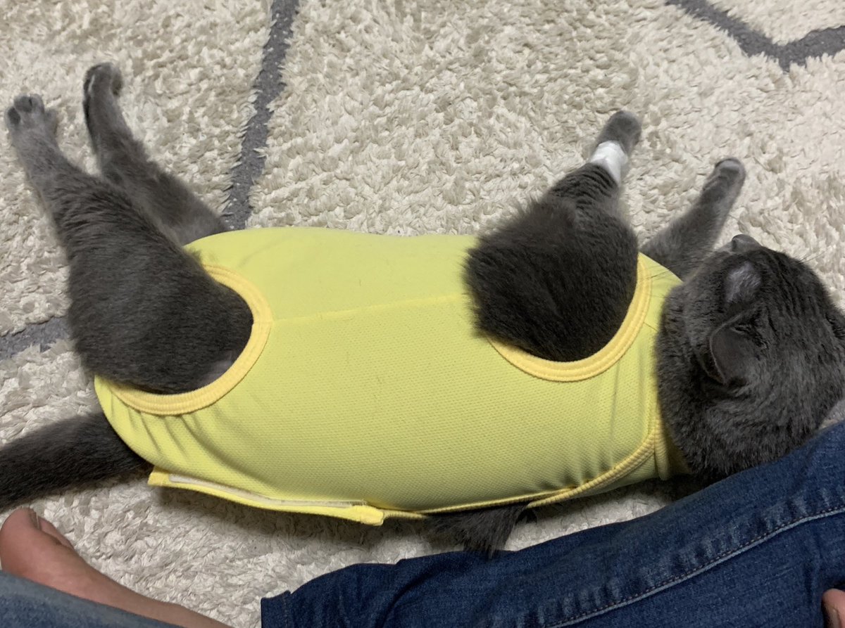 吉田輝和 tweet media