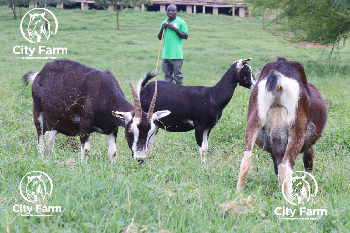 cityfarmug's tweet photo. Did you know that goats can form strong bonds with their owners? The more time you spend with them &amp; handle them patiently, the better they’ll respond. This creates a strong bond of trust, making daily care &amp; management a breeze! #GoatFarmingTips #GoatFarming #ProfitableFarming https://t.co/BfbBEHLe48