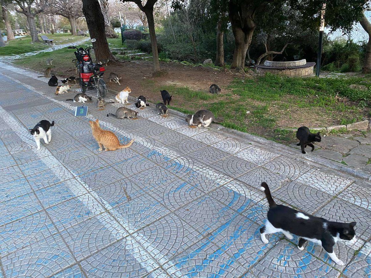 art3mis_cloud's tweet photo. https://t.co/OefpQ7rN8X Update
Our site now features a decentralized widget to support one of our core missions with decentralized moderation. For over 30 years and across multiple continents we have worked in supporting animals. Our volunteers are currently feeding over 500-600 cats daily and aiming to feed more. Last year we averaged 1000 or so per day and aim to beat that. Check out our widget, such wow https://t.co/dLzWmSzXnE