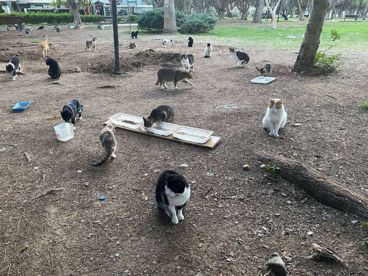 art3mis_cloud's tweet photo. https://t.co/OefpQ7rN8X Update
Our site now features a decentralized widget to support one of our core missions with decentralized moderation. For over 30 years and across multiple continents we have worked in supporting animals. Our volunteers are currently feeding over 500-600 cats daily and aiming to feed more. Last year we averaged 1000 or so per day and aim to beat that. Check out our widget, such wow https://t.co/dLzWmSzXnE