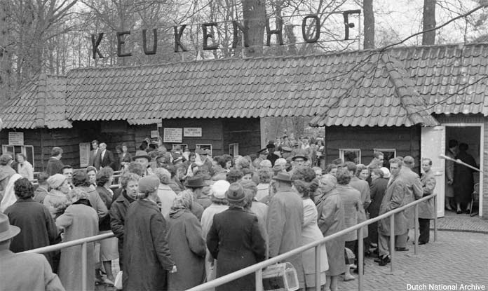 Keukenhof has received nearly 60 million visitors in its history since opening in 1950. In 2019 it had a record year with 1.54 million visitors.
📊 Check out more Keukenhof history &amp; stats: amsterdamtips.com/keukenhof-stats #Keukenhof #TulipSeason