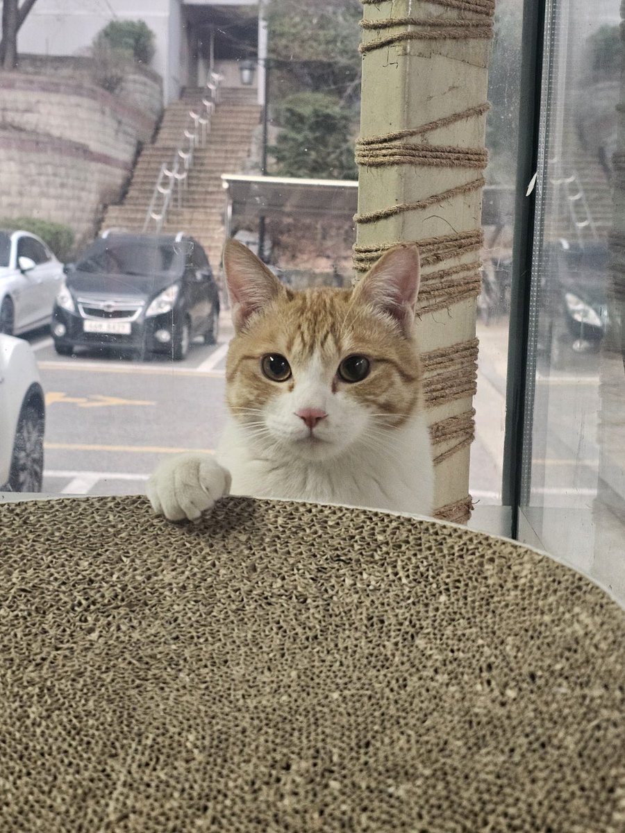 soleil_cache's tweet photo. 🐈 말랑아기치즈 꼬맹이 입양홍보
🐱남(중성화 완료) / 24년 8월생 / 순하고 착함, 과묵한 편, 특기 눈키스
〰️경비아저씨가 애지중지 키운 아이인데 주민들 민원으로 하루아침에 쫓겨날 위기에 처했어요. 어렵겠지만 임보보다는 입양을 우선으로 가족을 찾고 있어요. 🙇🏻‍♀️💕
#가족찾는꼬맹이 https://t.co/qXV8tuI9Dq