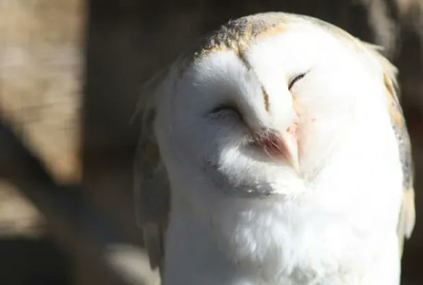 alucarddaily's tweet photo. Some more Owlcard 🤍 https://t.co/MegKF27XJl