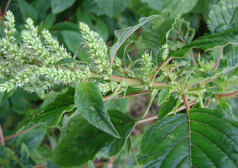 Are you suffering from prostate enlargement or cancer, urine retention, hypertension?

🪴Amaranthus spinosus (nantwi bin in twi) is the best remedy. Harvest the leaves, wash, dry, mill into powder. Infuse 2 teaspoonful in 150ml hot water. Take 2x dly. You can boil as decoction.