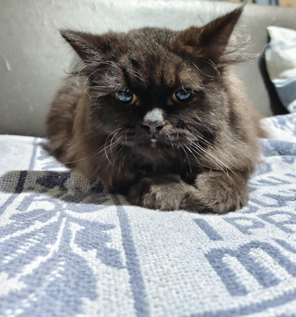 Hii, also my cat has 2 sides lmao