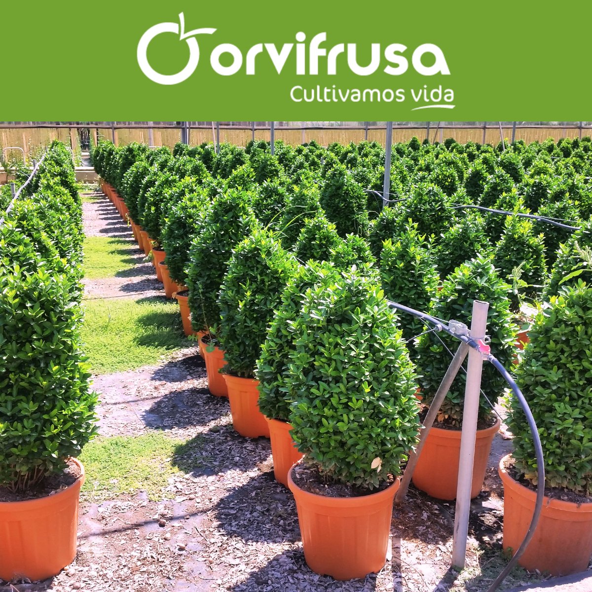 🌳 Te presentamos el Euonymus tipo pirámide, la opción perfecta para añadir estructura y sofisticación.
Con su forma piramidal bien definida, el Euonymus añade un elemento de armonía y orden a cualquier espacio exterior. 

Ver más formatos en:
orvifrusa.com/wp-content/cat…