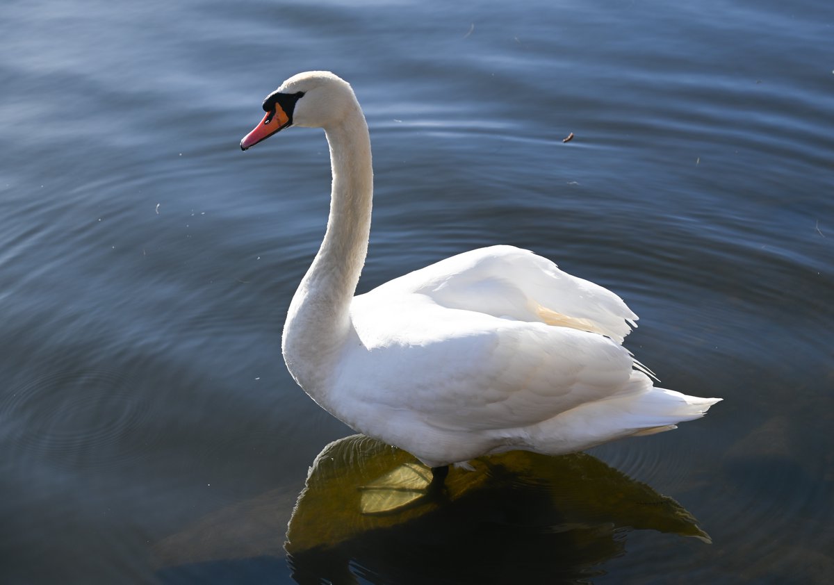 American Scottish tweet media