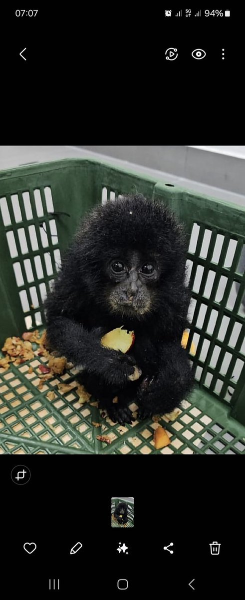maria_m_belo's tweet image. Customs officials at the Kempegowda International Airport rescued 2 endangered young monkeys that were being smuggled in suffocating conditions inside a suitcase on a flight from Malaysia to India 
#wildlifecrime #trafficking  
#endangered #exotic #pets  newindianexpress.com/cities/bengalu…