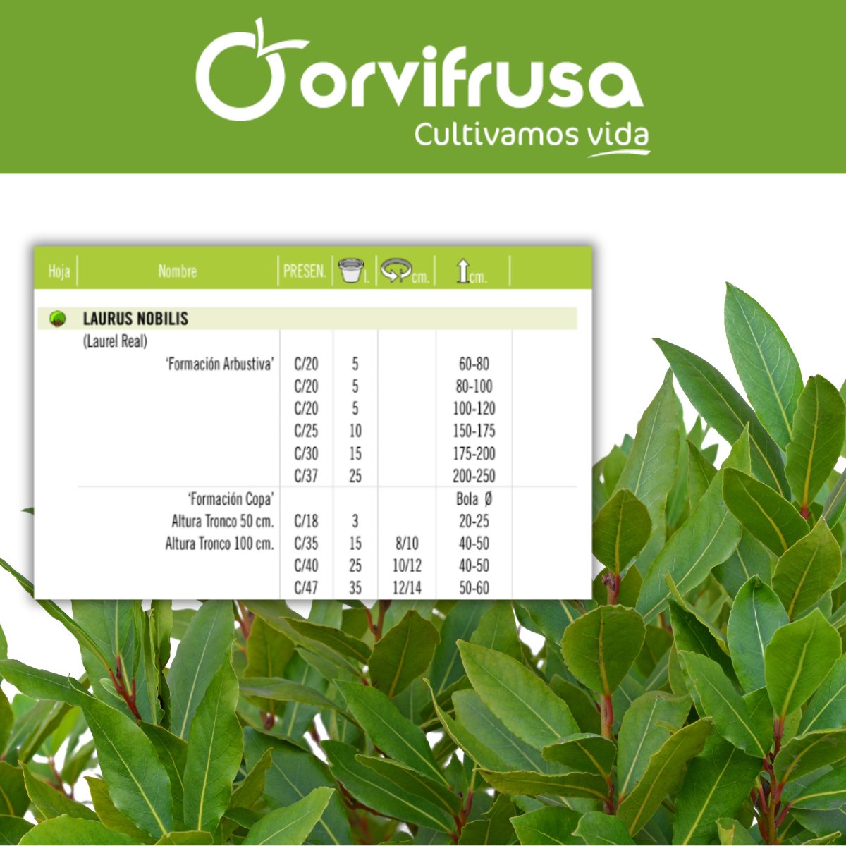 🌱 ¡Descubre la majestuosidad del Laurel en Orvifrusa! 🌿
Presentamos el Laurus Nobilis, una planta que no solo embellece los espacios, sino que también ofrece un mundo de beneficios culinarios y decorativos.

orvifrusa.com/wp-content/cat…