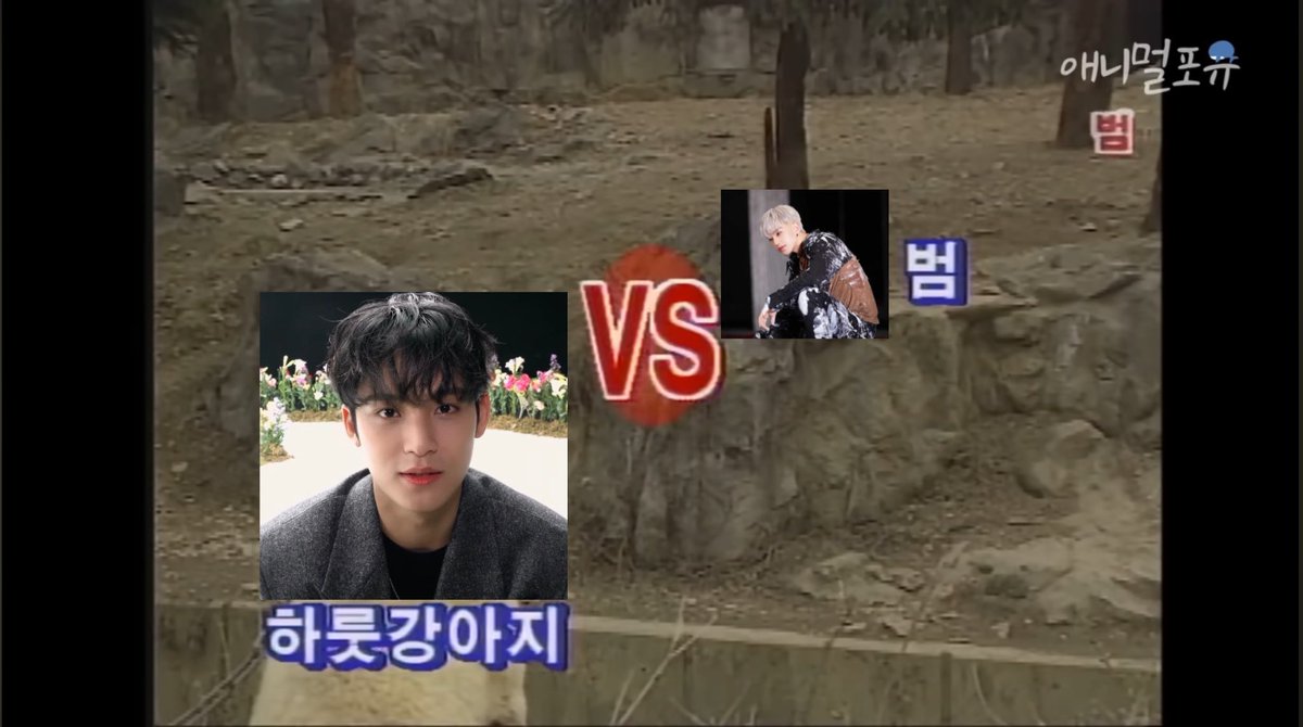 nyong2615's tweet photo. 하룻강아지 범 무서운줄 몰라 https://t.co/oC3f6I8az9