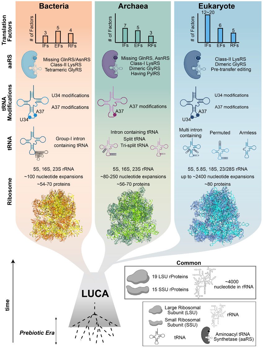 Ancient Biology (@kacarlab) on Twitter photo 🚨New paper!🚨
A comprehensive take on the origins and evolution of translation factors & how these essential players evolved across the tree of life. 🌍🧬
Led by Evrim Fer <a href="/UWMadisonMDTP/">Microbiology Doctoral Training Program</a> grad student! 👏
Free access: sciencedirect.com/science/articl…
<a href="/TrendsGenetics/">Trends in Genetics</a> 🚨New paper!🚨
A comprehensive take on the origins and evolution of translation factors & how these essential players evolved across the tree of life. 🌍🧬
Led by Evrim Fer <a href="/UWMadisonMDTP/">Microbiology Doctoral Training Program</a> grad student! 👏
Free access: sciencedirect.com/science/articl…
<a href="/TrendsGenetics/">Trends in Genetics</a>