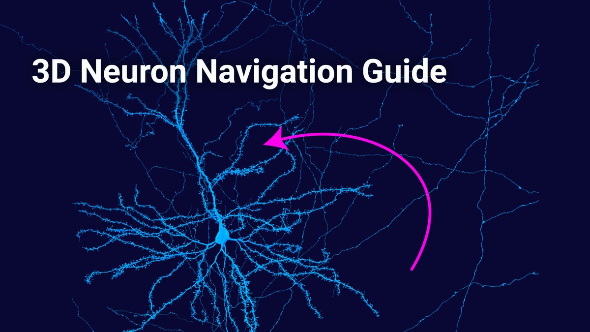 A quick guide to 3D neuron navigation in neuroglancer:  youtu.be/4Pi0QpjkDcI (try saying that 3 times fast)

Explore interactive neurons from the microns dataset: microns-explorer.org/gallery-mm3