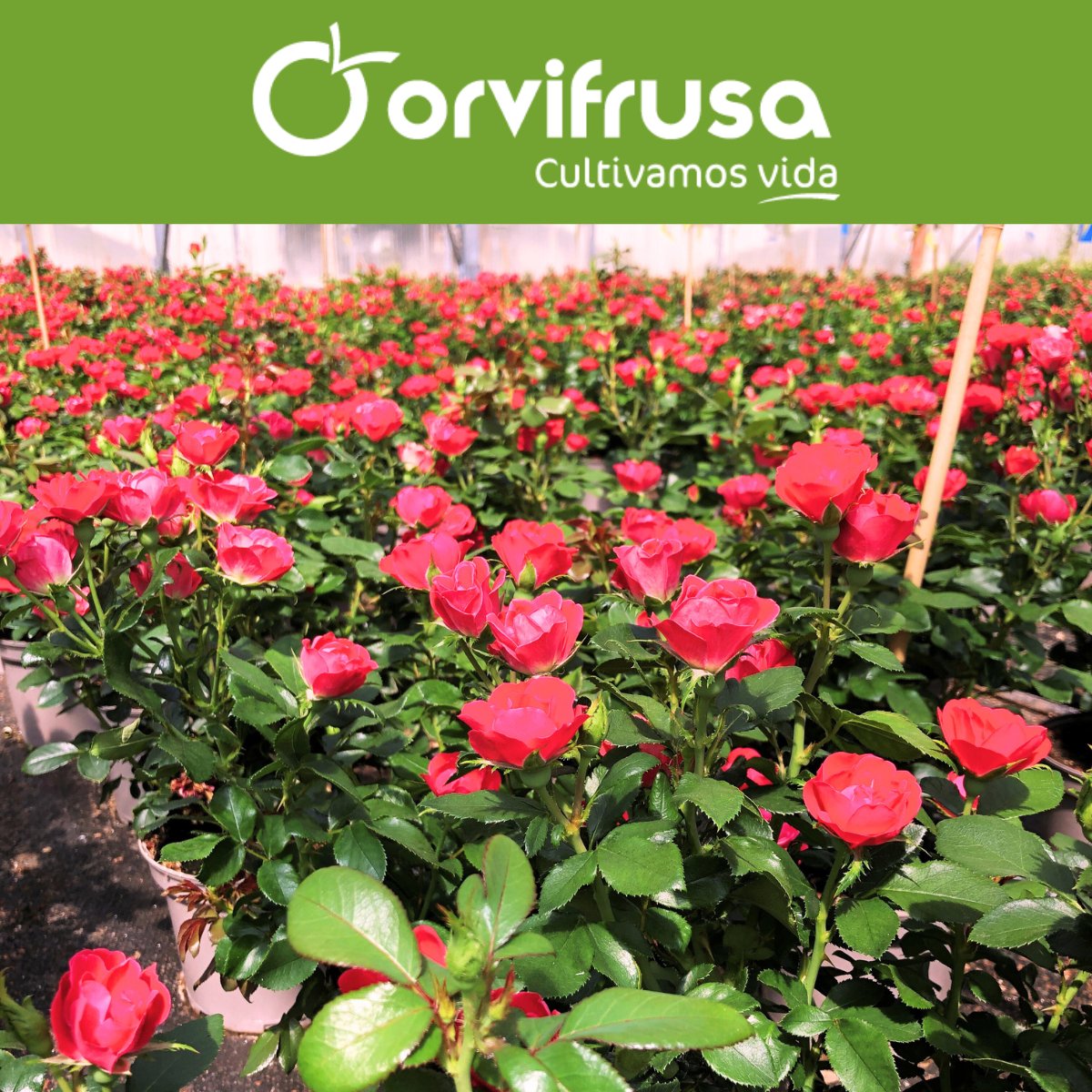 Ofrecemos rosal con las condiciones óptimas para la venta, atendiendo las necesidades de nuestros clientes en cualquier época del año. Todo ello es posible gracias a un cultivo esmerado de calidad y selección.

Ver formatos:
orvifrusa.com/wp-content/cat…