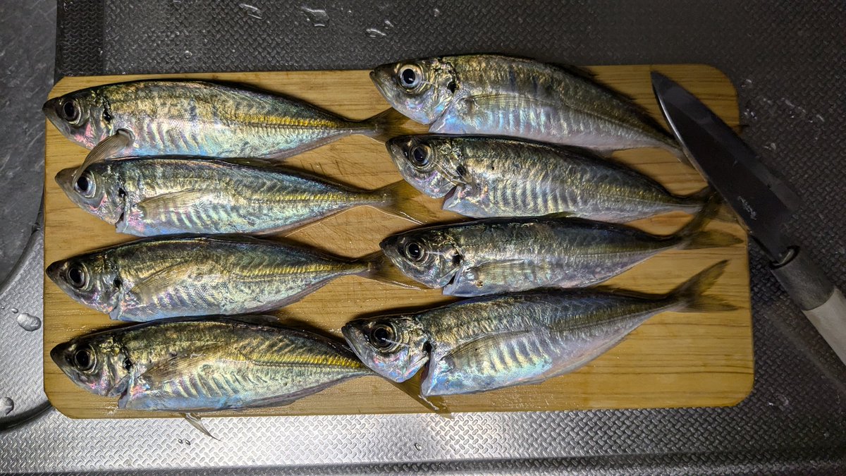 短時間アジング。今日もアジは居てくれた🎣
そろそろ春のイカと向き合わなくては🤧