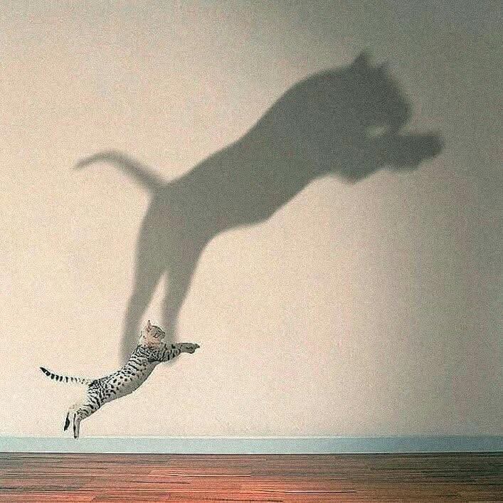 EstiloMDF's tweet image. "La mentalidad lo es todo" 🧠