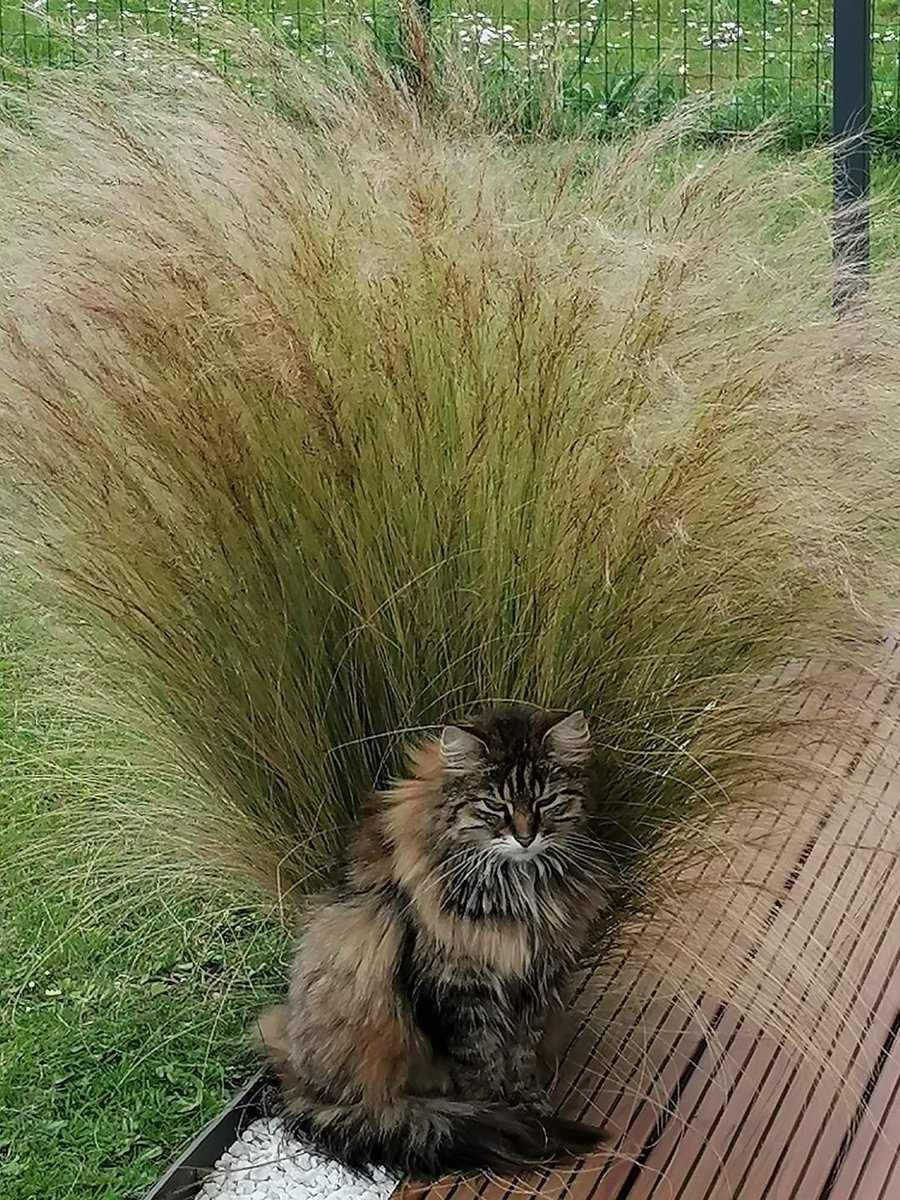 Minstincatt, 22 ans, meneuse de revue au Moulin Rouge.
#Jobdanimaux