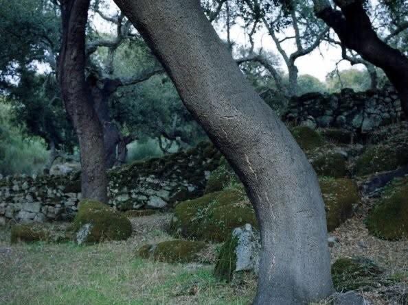 RETECORK's tweet image. Asecor Clúster Corcho ha puesto en marcha el proyecto Suberacción “Innovación, emprendimiento y competitividad de las empresas del corcho de Extremadura”, que se desarrollará hasta julio de 2025 👌

Más info ➡️ retecork.org/proyecto-suber…