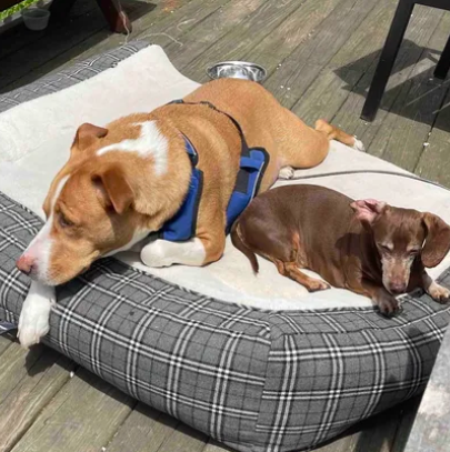 One of the Eerie family has a wonderful dog that needs surgeryr. Allen is 6 and the faster the tumor is gone, the faster he can get well! We'd really appreciate any donations or shares for this sweet pup. He may not be a Cryptid, but he is one of us.

gofund.me/2a669d7b