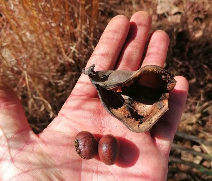🌱 Proud to have contributed to the study on Tylosema esculentum (marama bean) by enabling a high-contiguity genome assembly. Understanding its genomic resilience opens doors for domestication and improvement, supporting food security in arid climates! ow.ly/kuep50VeTgM 🌍