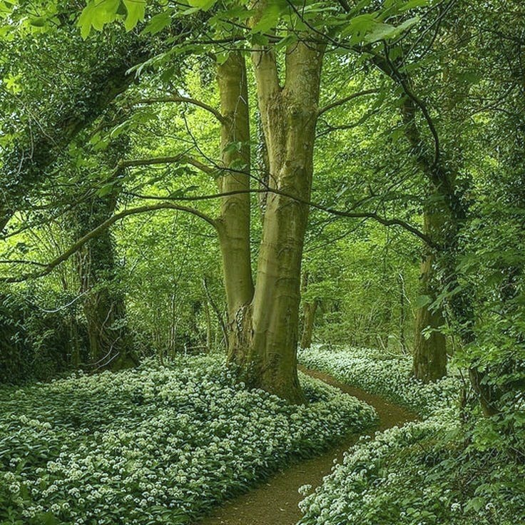 artindetails's tweet photo. rooted in peace. https://t.co/ooN4siTZGw