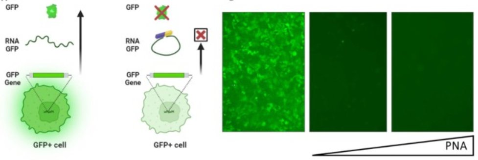Peptide nucleic acid-mediated circularization of target RNA as tool to inhibit translation. doi.org/10.1016/j.ijbi…
#ASO #PNA #Antisense #oligonucleotides #translation #inhibitor