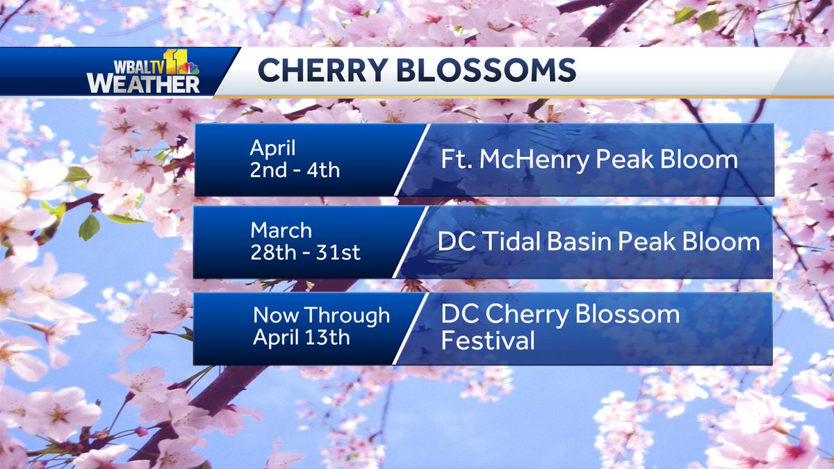 It's Maryland Day! Did you know there are over 100 Cherry Blossom Trees around Ft. McHenry? It's true! You don't have to go to DC. 🙂 The trees in Baltimore should be at peak bloom next week. 👇