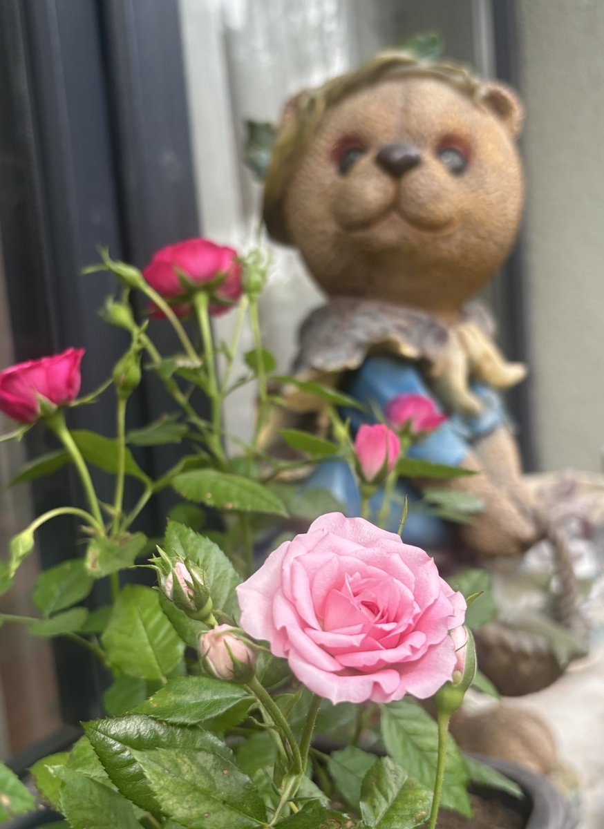 filizakgun35's tweet photo. Hayat hangi pencereden baktığınla ilgili bir yorum.
#anitibariyle #home #garden #İstanbul https://t.co/qcZAHUAQIx